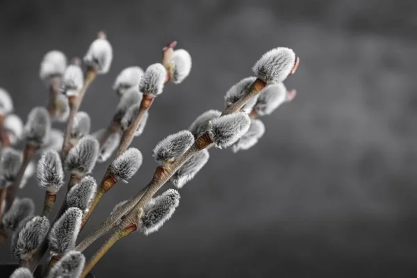 Beautiful Bouquet Pussy Willow Branches Grey Background Closeup —  Fotos de Stock