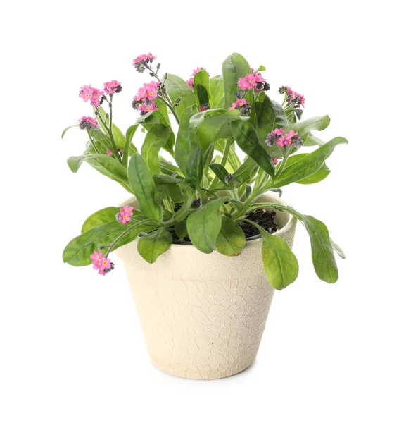 Vackra Krukväxter Glöm Mig Inte Blommor Vit Bakgrund — Stockfoto