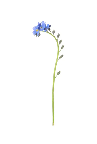 Azul Bonito Esqueça Não Flores Isoladas Branco — Fotografia de Stock