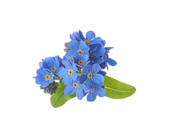 Красивый Синий Незабудка Цветы Изолированы Белом — стоковое фото