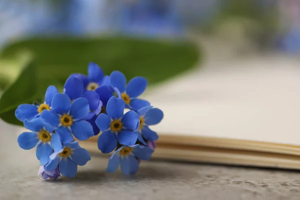 Schöne Vergissmeinnicht Blumen Und Papier Auf Grauem Tisch Nahaufnahme Raum — Stockfoto