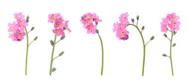 Güzel bir sette beyaz arka planda çiçekler olmayacak. Pankart tasarımı 