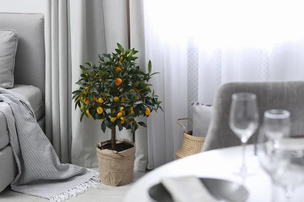 Getopfter Kumquatbaum Auf Dem Fußboden Wohnzimmer Innenarchitektur — Stockfoto
