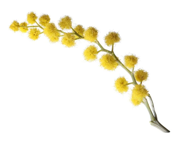 Vackra Gula Mimosa Blommor Isolerade Vitt — Stockfoto