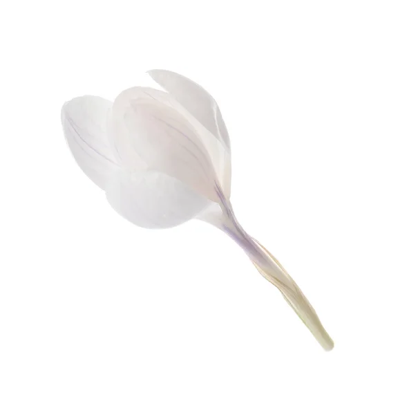 Beyaz Üzerine Izole Edilmiş Güzel Taze Kır Çiçeği — Stok fotoğraf