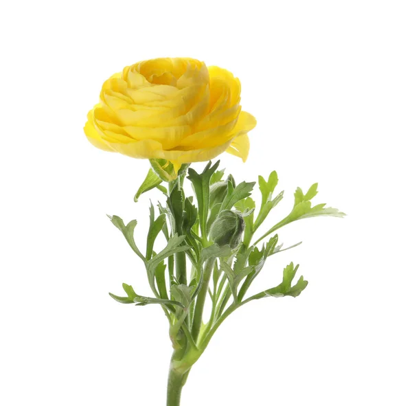 Belle Fleur Ranunculus Jaune Sur Fond Blanc — Photo