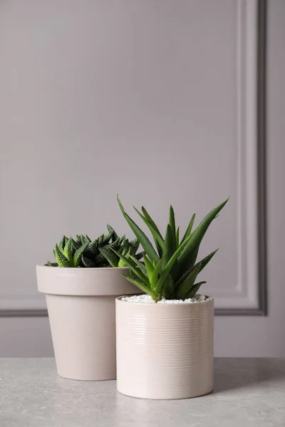 Aloe Dan Haworthia Yang Cantik Dalam Pot Atas Meja Cahaya — Stok Foto