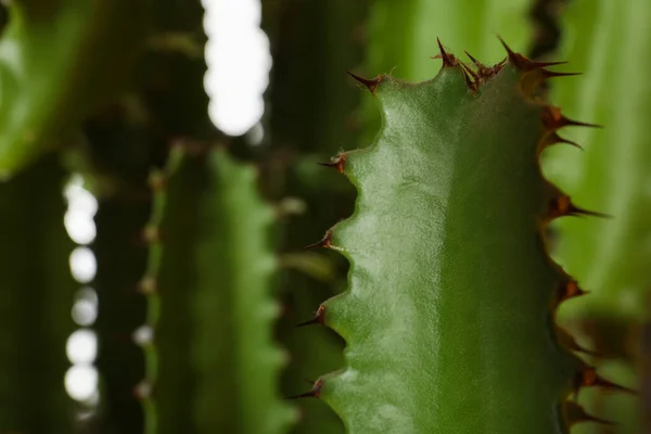 Vista Cerca Hermoso Cactus Planta Tropical —  Fotos de Stock