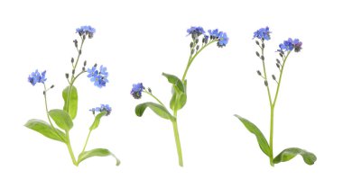 Güzel bir sette beyaz arka planda çiçekler olmayacak. Pankart tasarımı 