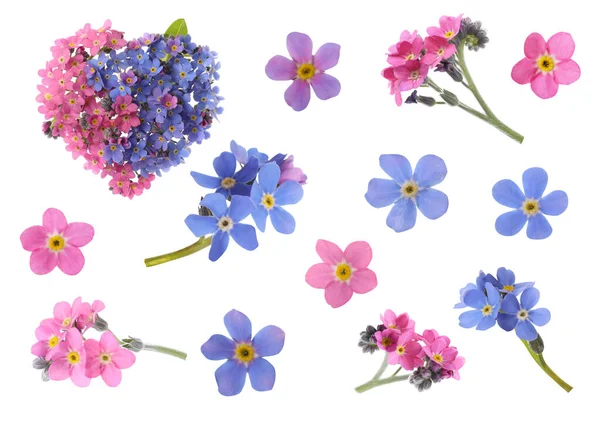 Set Met Mooie Tedere Vergeet Niet Bloemen Witte Achtergrond — Stockfoto