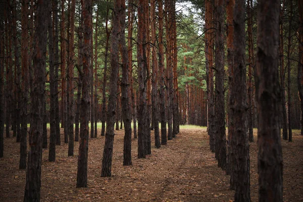 Piantato Pineta Con File Alberi Giovani — Foto Stock