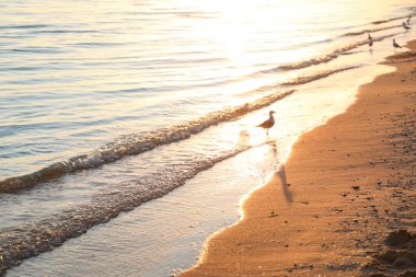 Gün batımında martı olan güzel deniz manzarası.