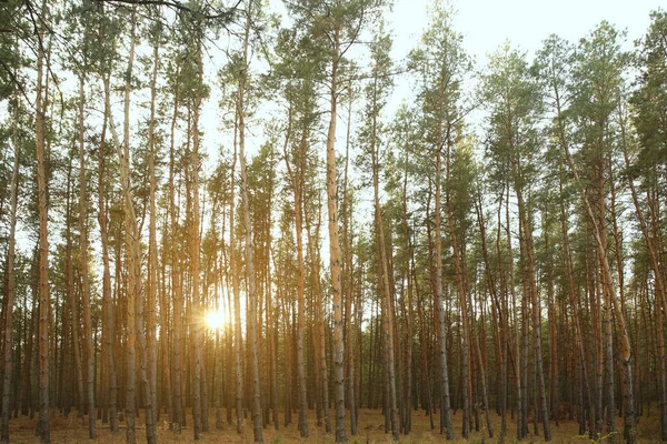 Красивый Сосновый Лес Молодыми Деревьями — стоковое фото