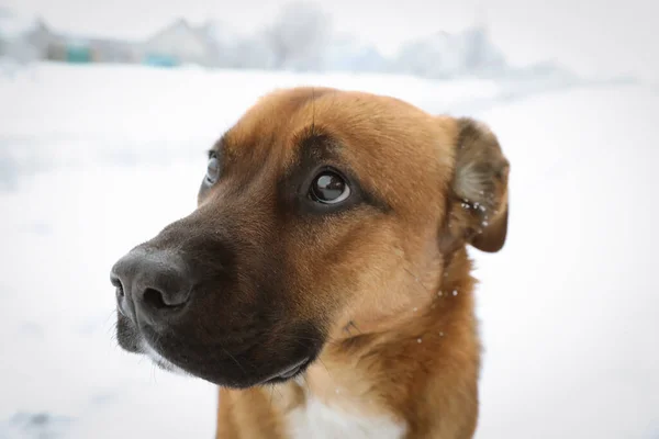 Cane Solitario Sulla Strada Innevata Inverno — Foto Stock