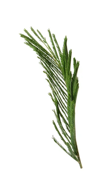 Zöld Levél Mimóza Növény Izolált Fehér — Stock Fotó