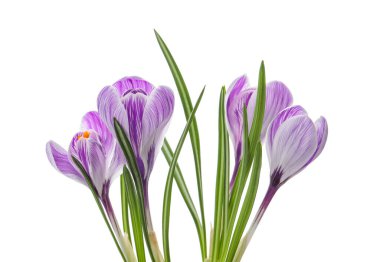 Beyaz arka planda güzel taze kır çiçekleri