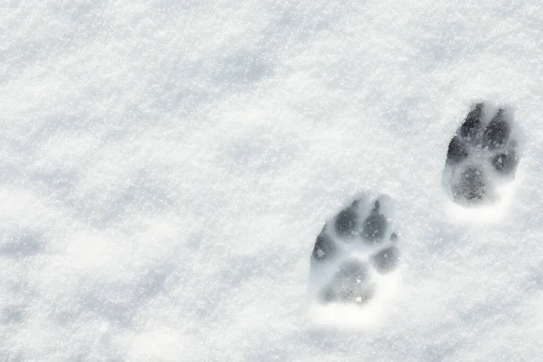 Hundespuren Auf Weißem Schnee Freien Draufsicht Raum Für Text — Stockfoto