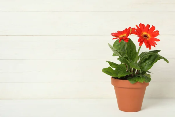Schöne Blühende Gerbera Blume Topf Auf Weißem Holztisch Platz Für — Stockfoto