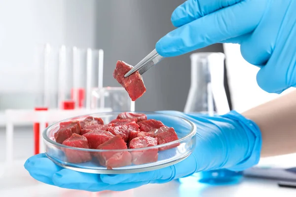 Bilim Adamı Laboratuarda Cımbızla Petri Kabından Çiğ Çıkarıyor — Stok fotoğraf