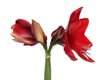 Güzel kırmızı Amaryllis çiçeği beyaza izole edilmiş.