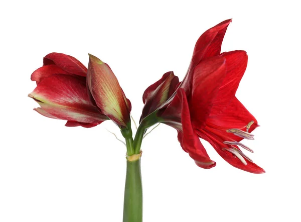 Krásná Červená Amaryllis Květiny Izolované Bílém — Stock fotografie