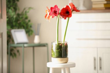 Güzel kırmızı Amaryllis çiçekleri içerideki taburede