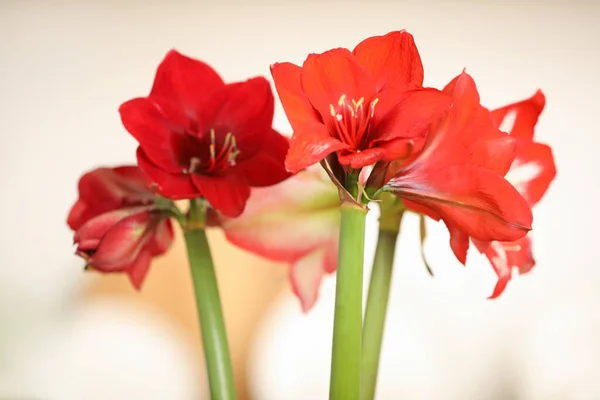Beautiful Red Amaryllis Flowers Blurred Background Closeup — Stock Photo, Image