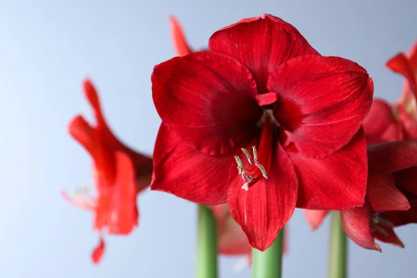 Beautiful Red Amaryllis Flowers Light Blue Background Closeup — Stock Photo, Image