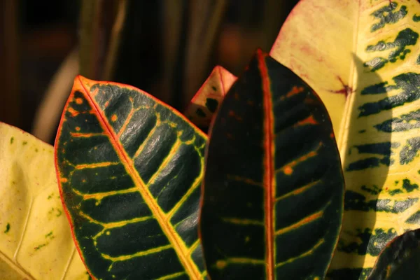 Tropische Plant Met Kleurrijke Bladeren Wazige Achtergrond Close — Stockfoto