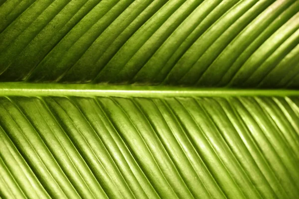 Lush green leaf of tropical plant as background, closeup