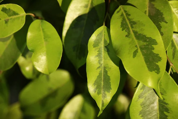 Planta Tropical Con Hojas Verdes Exuberantes Primer Plano — Foto de Stock
