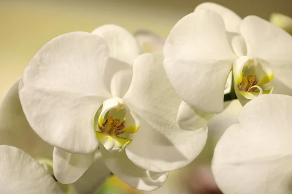 Anggrek Putih Yang Indah Bunga Pada Latar Belakang Kabur Closeup — Stok Foto