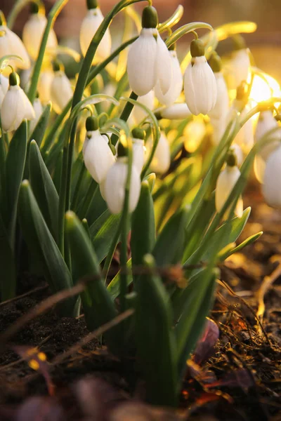 Fresh Blooming Snowdrops Growing Outdoors Spring Flowers — Stock Photo, Image