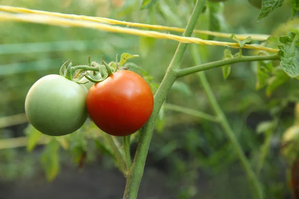 Tomatoes ripening on bush in kitchen garden, closeup
