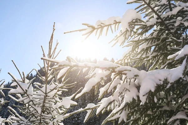 Ramas Árboles Coníferas Cubiertas Nieve Aire Libre Día Invierno — Foto de Stock