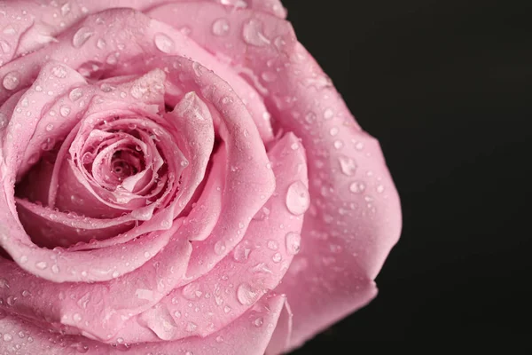 Piękny Różowy Kwiat Róży Kroplami Wody Czarnym Tle Zbliżenie — Zdjęcie stockowe