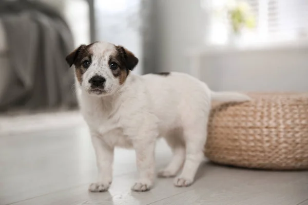 Cãozinho Giro Quarto Animal Estimação Amigável — Fotografia de Stock