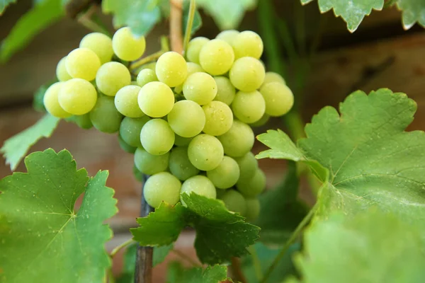 Bunch Ripe Grapes Branch Vineyard Closeup — Stock Photo, Image