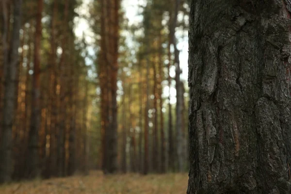 Tronco Pino Creciendo Bosque Coníferas Primer Plano —  Fotos de Stock