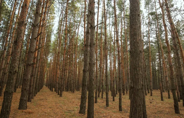 Schöner Kiefernwald Mit Wachsenden Jungen Bäumen — Stockfoto