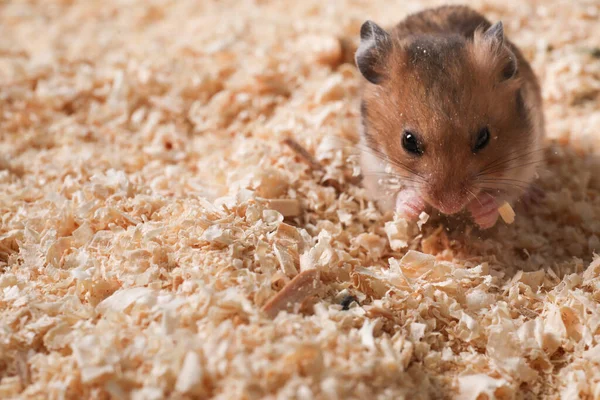 Mignon Petit Hamster Moelleux Sur Des Copeaux Bois Espace Pour — Photo