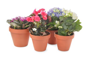 Beyaz arka planda saksılarda çiçek açan farklı güzel bitkiler.