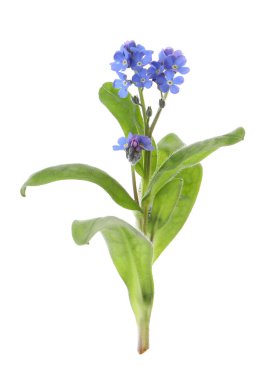 Güzel mavi unutma- beni-unutma çiçekleri beyaz üzerinde izole