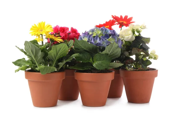 Diferentes Plantas Florecientes Hermosas Macetas Sobre Fondo Blanco — Foto de Stock