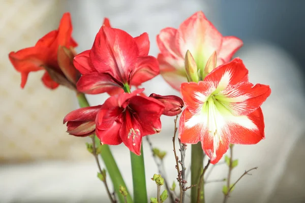 Schöne Rote Amaryllis Blumen Auf Verschwommenem Hintergrund Nahaufnahme — Stockfoto