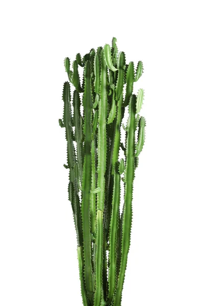 Prachtige Cactus Witte Achtergrond Tropische Planten — Stockfoto