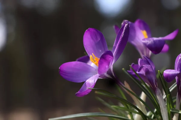 Świeże Purpurowe Kwiaty Krokusa Rosnące Rozmytym Tle Zbliżenie — Zdjęcie stockowe