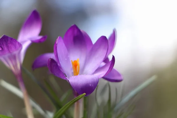 Świeże Purpurowe Kwiaty Krokusa Rosnące Rozmytym Tle — Zdjęcie stockowe