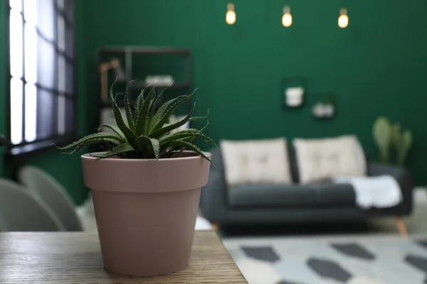 Pot Dengan Aloe Atas Meja Kayu Ruang Tamu Ruang Untuk — Stok Foto