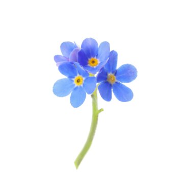 Güzel mavi unutma- beni-unutma çiçekleri beyaz üzerinde izole